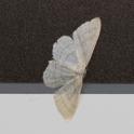 Idaea subsericeata (Satin Wave).jpg